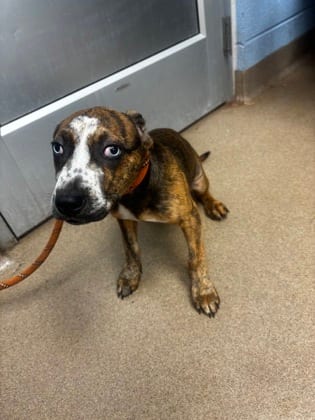 Photo of Roosevelt, adoptable dog in Chamblee, Georgia