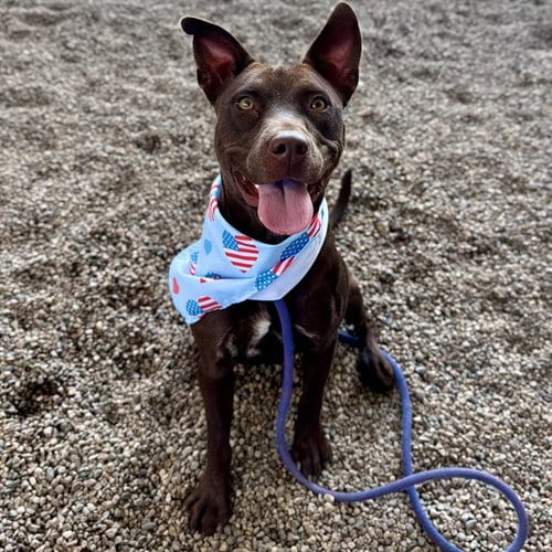 Photo of Chocolate, adoptable American Pit Bull Terrier in Mesa, Arizona