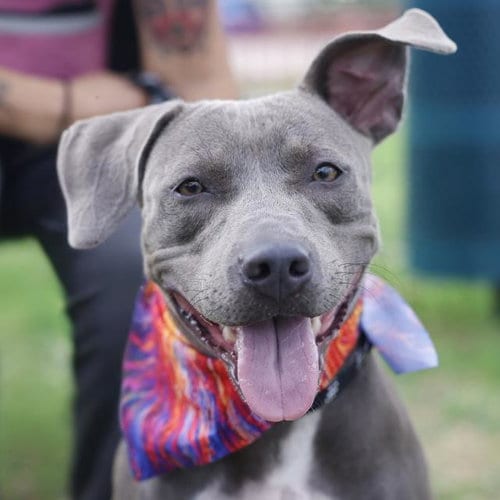 Photo of Gemma, adoptable American Staffordshire Terrier in San Antonio, Texas