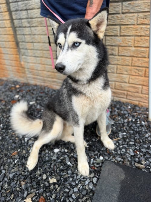 Photo of Ranger, adoptable Husky in Lovingston, Virginia