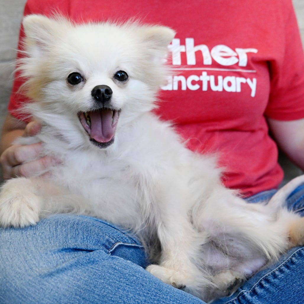 Photo of Groot, adoptable Pomeranian in Chapel Hill, North Carolina