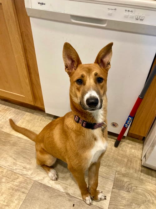 Photo of Mosby., adoptable Border Collie in San Diego, California