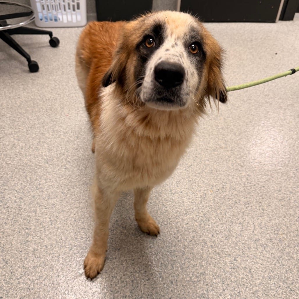 Photo of Paneer, adoptable Shepherd, Anatolian in Spartanburg, South Carolina