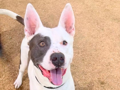 Photo of Steve HW+, adoptable dog in Georgetown, Texas
