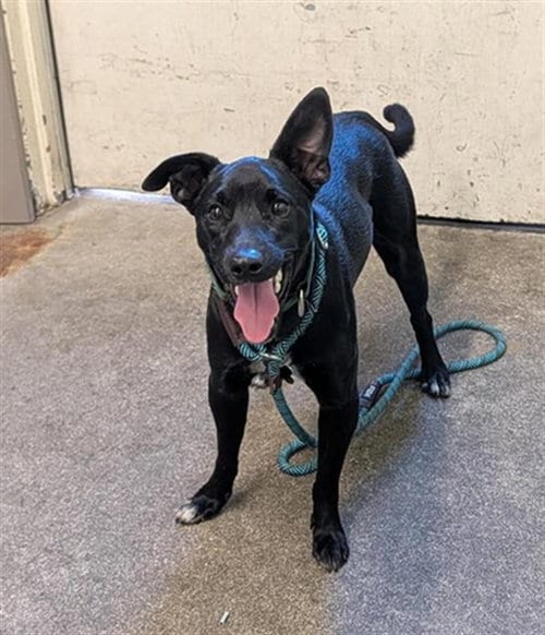 Photo of Roger, adoptable Border Collie in Sacramento, California