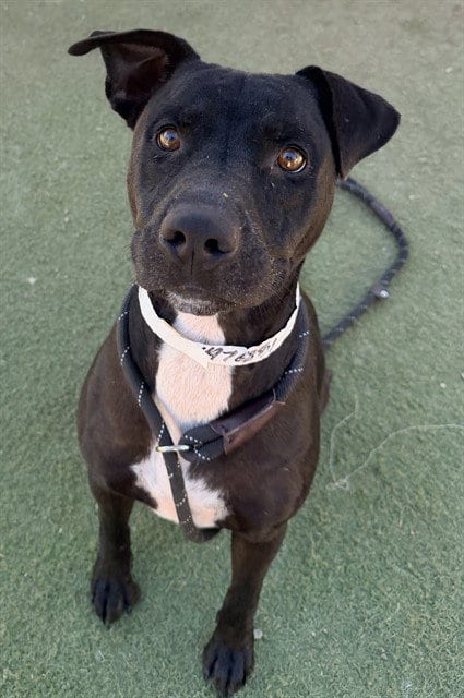 Photo of Fenwick, adoptable American Pit Bull Terrier in Phoenix, Arizona