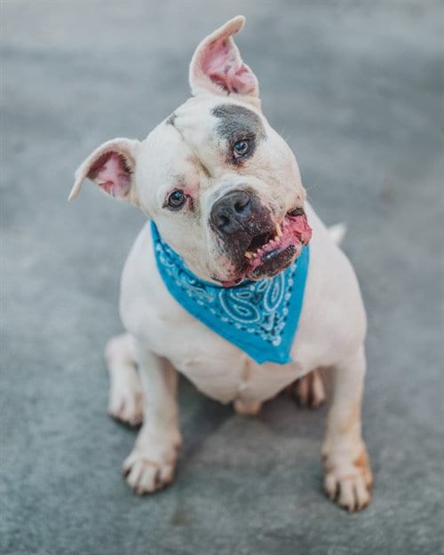 Photo of Coco, adoptable American Bulldog in Miami, Florida
