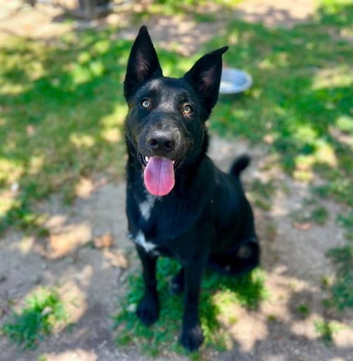 Photo of Johnny, adoptable Labrador Retriever in Riverside, California