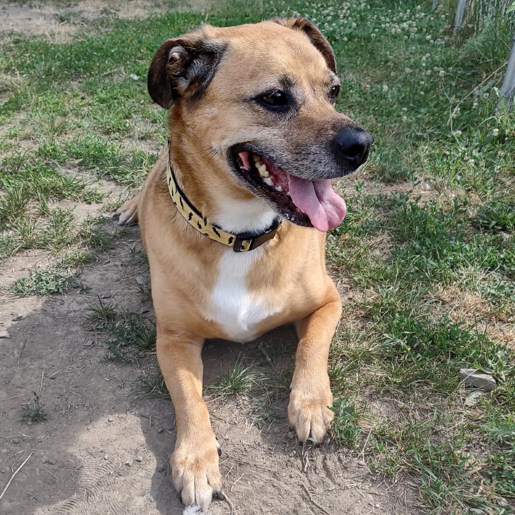 Photo of Toby, adoptable Mixed Breed (Medium) in Middletown, New York