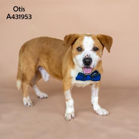 Photo of Otis, adoptable Pit Bull Terrier in Conroe, Texas