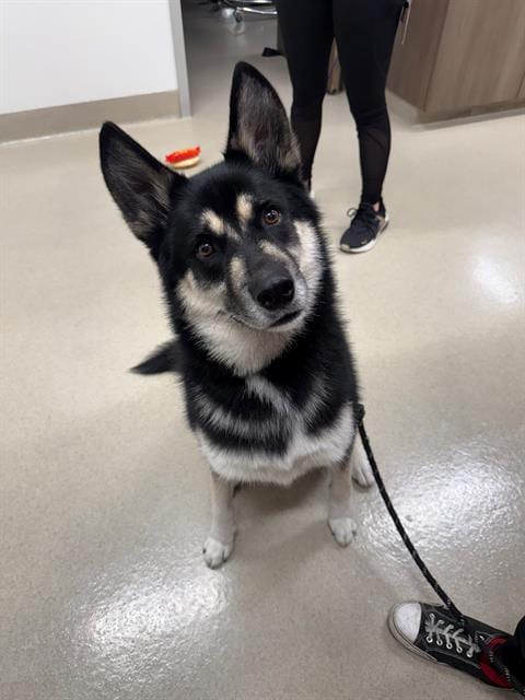 Photo of Bruno, adoptable Husky in Baytown, Texas