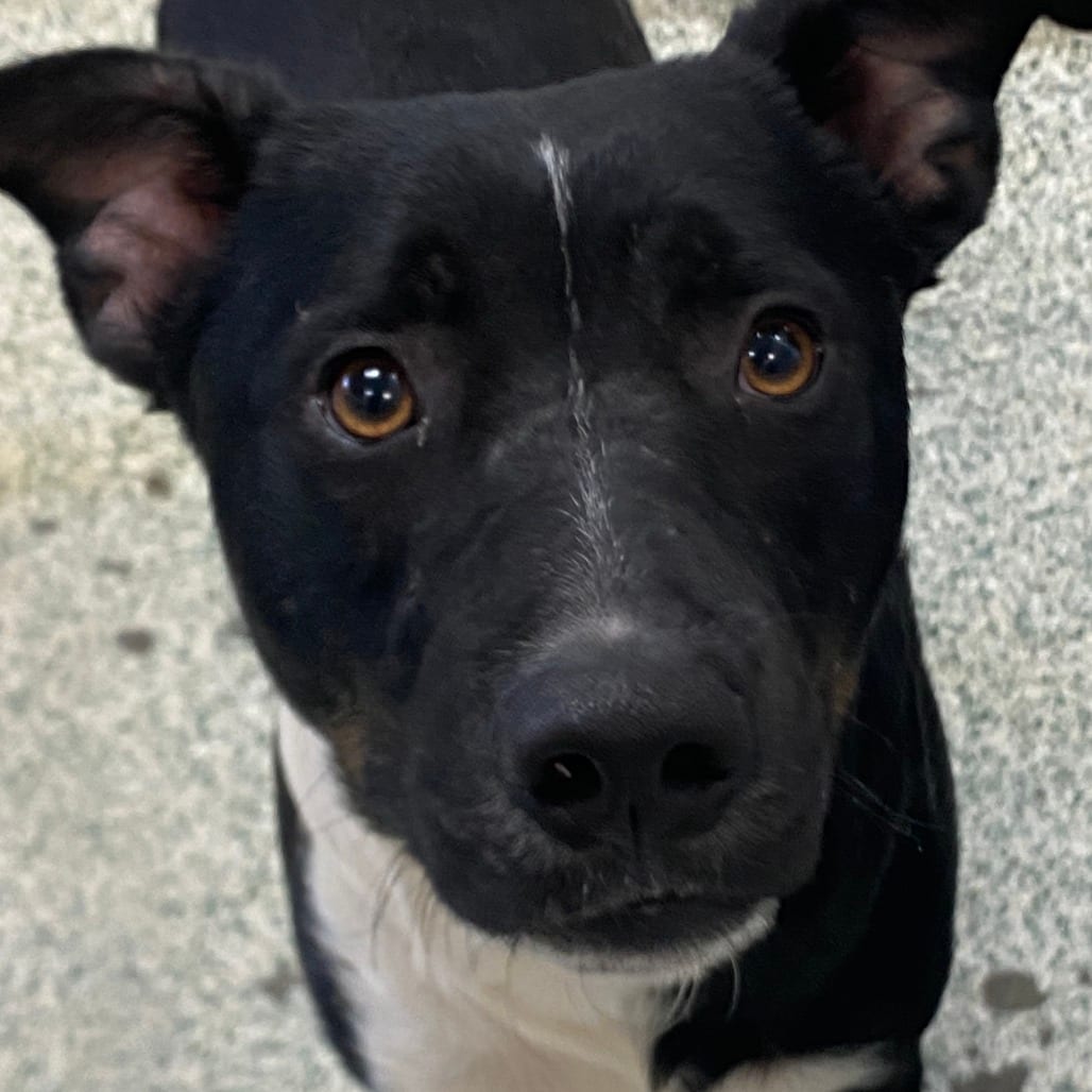 Photo of Fruit Stripe, adoptable Mixed Breed (Medium) in Houston, Texas