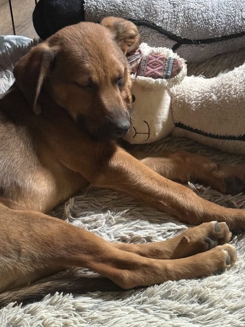 Photo of Nordmann Fir (m), adoptable Labrador Retriever in Nashville, Tennessee