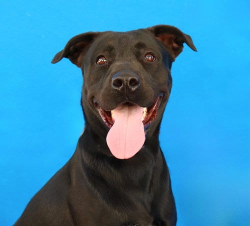 Photo of Luke, adoptable Labrador Retriever in Pasadena, California
