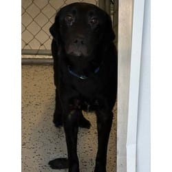 Photo of Atlas, adoptable Labrador Retriever in Georgetown, Delaware