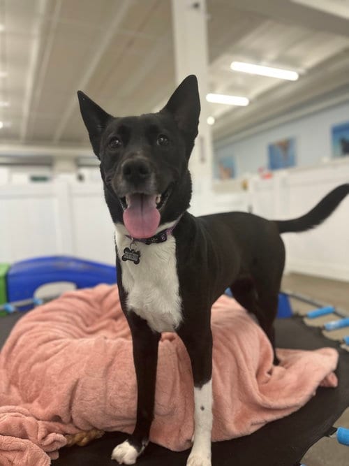 Photo of Mandie, adoptable Australian Kelpie in west Palm Beach, Florida