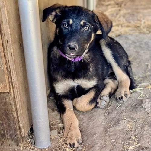 Photo of Kittle, adoptable Shepherd in Yreka, California