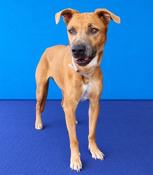 Photo of Tyra, adoptable Boxer in Baldwin Park, California