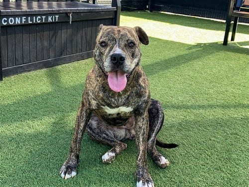 Photo of Olive, adoptable Pit Bull Terrier in Orange, California