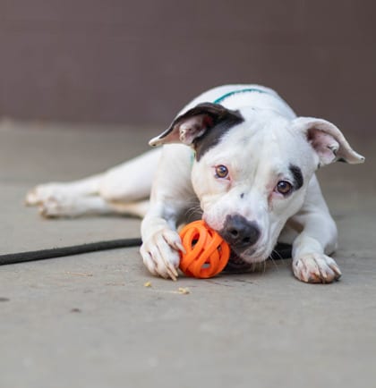 Photo of Maisy, adoptable dog in Chamblee, Georgia