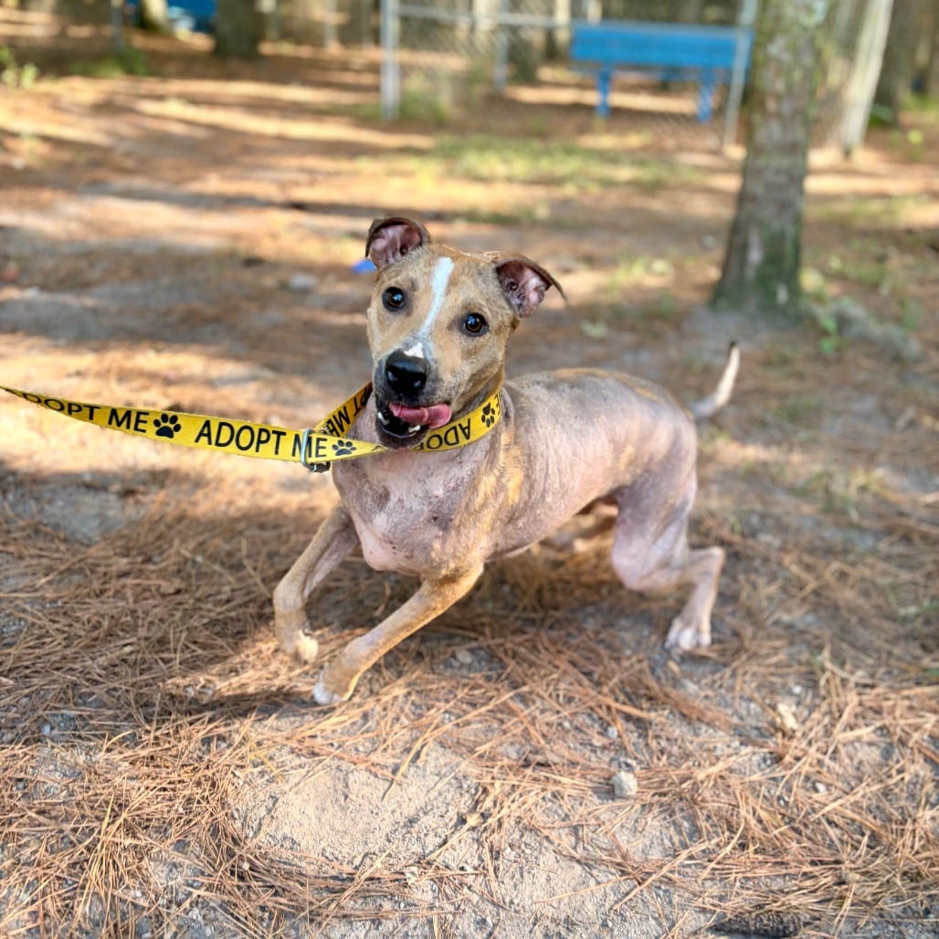 Photo of Olive, adoptable Mixed Breed (Medium) in Summerville, South Carolina