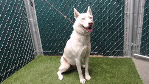 Photo of Shiro, adoptable Siberian Husky in Downey, California
