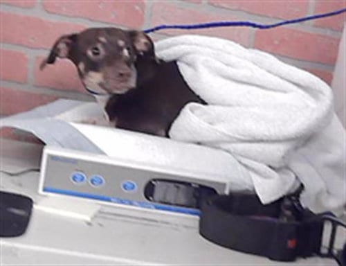 Photo of Kelly, adoptable Chihuahua in Houston, Texas