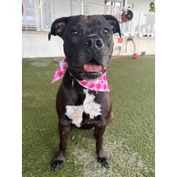 Photo of Bonnie, adoptable Terrier (Unknown Type, Medium) in Doral, Florida