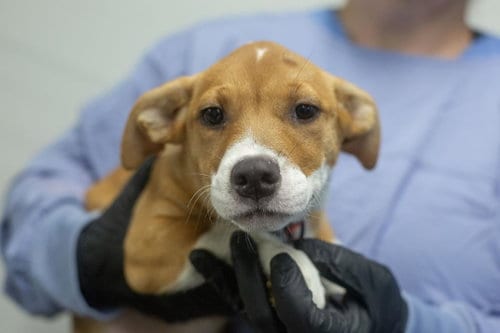 Photo of Pru, adoptable Corgi in Mountain Home, Arkansas