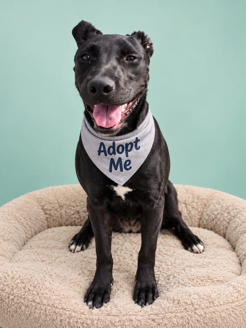 Photo of Stuart Little, adoptable American Staffordshire Terrier in Inglewood, California