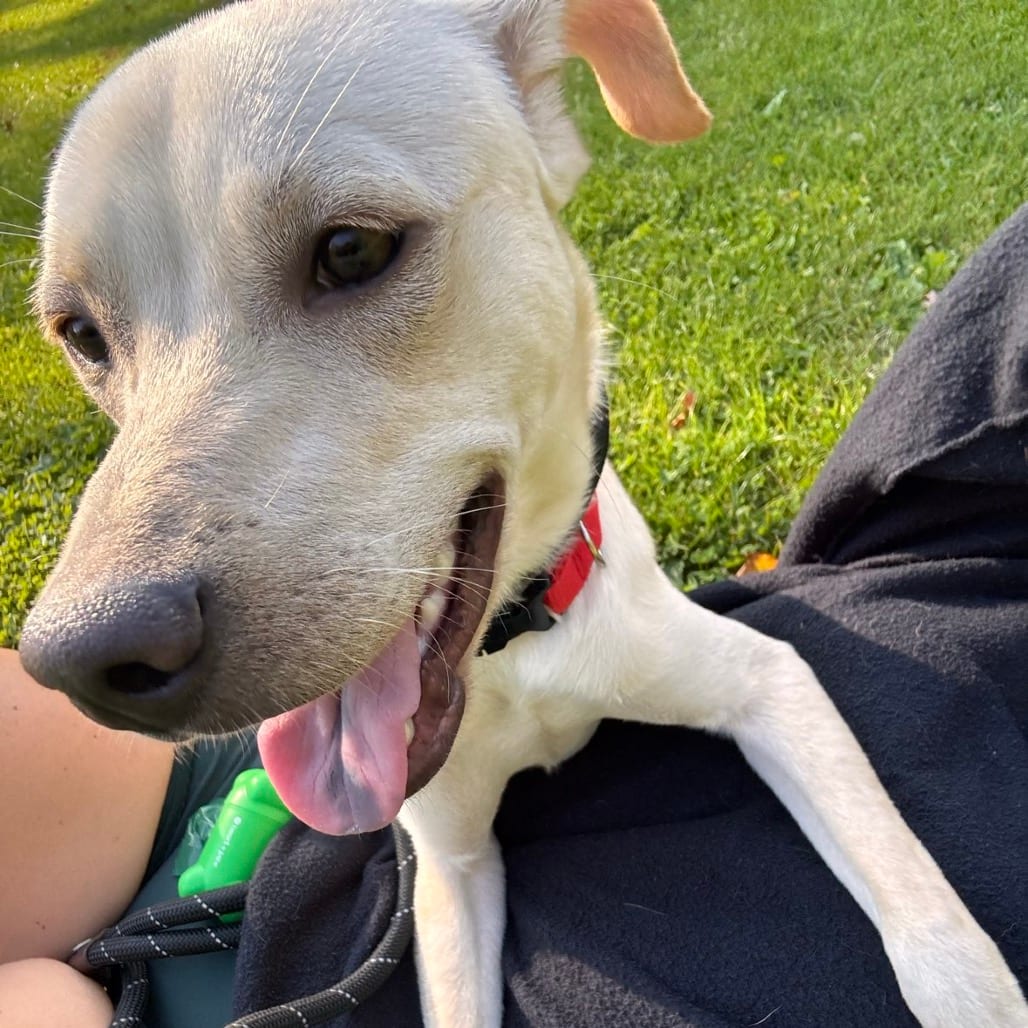 Photo of Benny, adoptable Retriever, Labrador / Mix in Jefferson, New Jersey