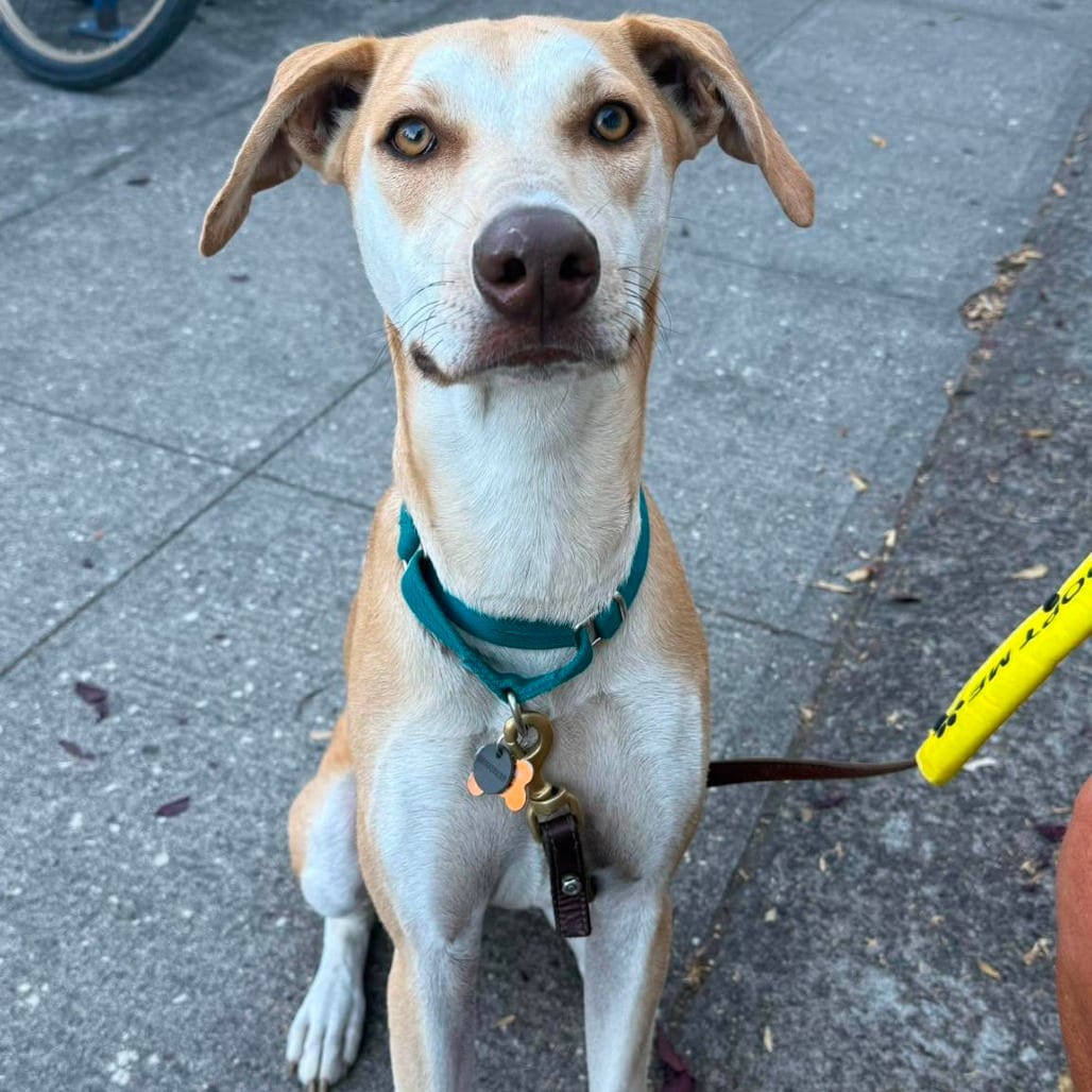 Photo of Foxy, adoptable Retriever, Labrador / Mixed Breed (Medium) in Bend, Oregon