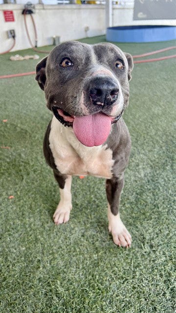 Photo of Jackie, adoptable American Bulldog in Miami, Florida