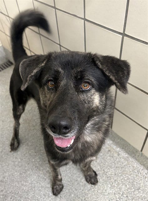 Photo of A187784, adoptable German Shepherd Dog in Pasadena, Texas