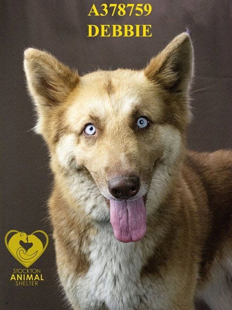 Photo of Debbie, adoptable Siberian Husky in Stockton, California