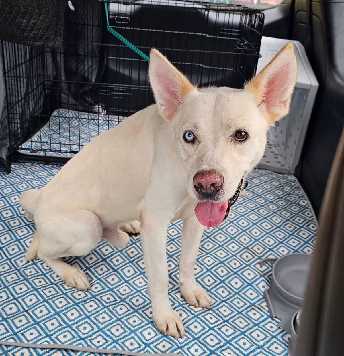 Photo of Thor, adoptable Mutt in Myrtle Beach, South Carolina