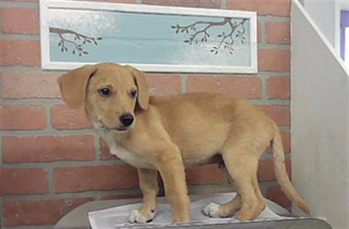 Photo of Jeremy, adoptable Labrador Retriever in Houston, Texas