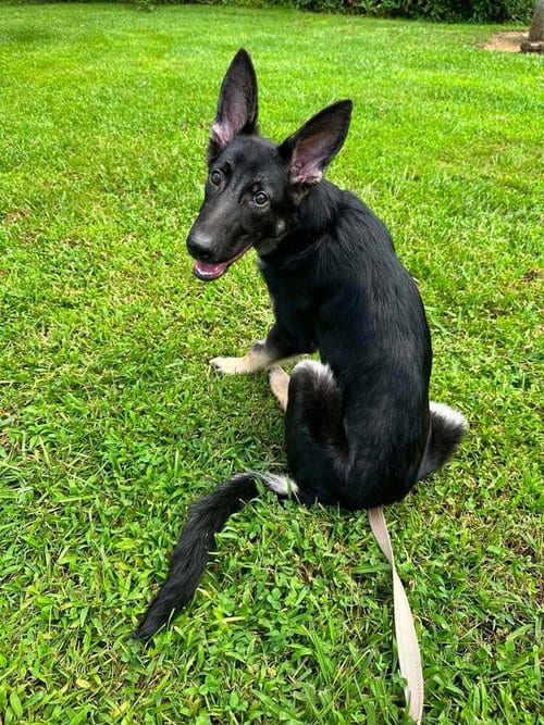 Photo of Dakota, adoptable German Shepherd Dog in Candler, North Carolina