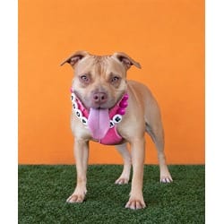 Photo of Pepper, adoptable American Pit Bull Terrier in Doral, Florida