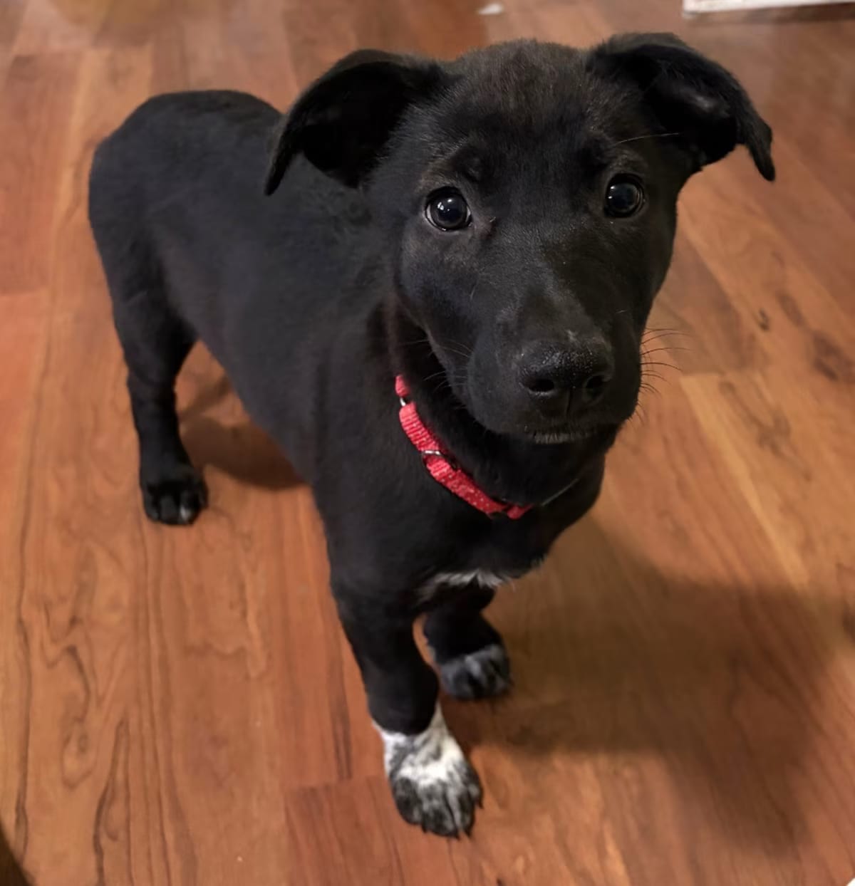 Photo of Bijou, adoptable German Shepherd Dog Labrador Retriever in St. Paul, Minnesota