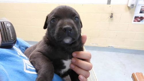 Photo of Black, adoptable Labrador Retriever in Tulsa, Oklahoma