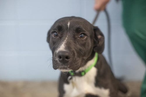 Photo of Tia, adoptable Labrador Retriever in Mountain Home, Arkansas