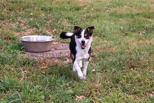 Photo of Cheeto, adoptable Rat Terrier in St Peters, Missouri