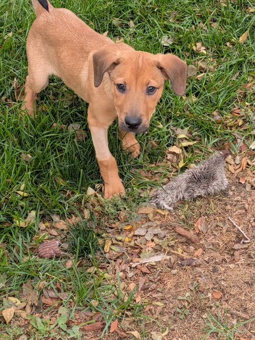 Photo of Benzo #1, adoptable Labrador Retriever in Aurora, Colorado