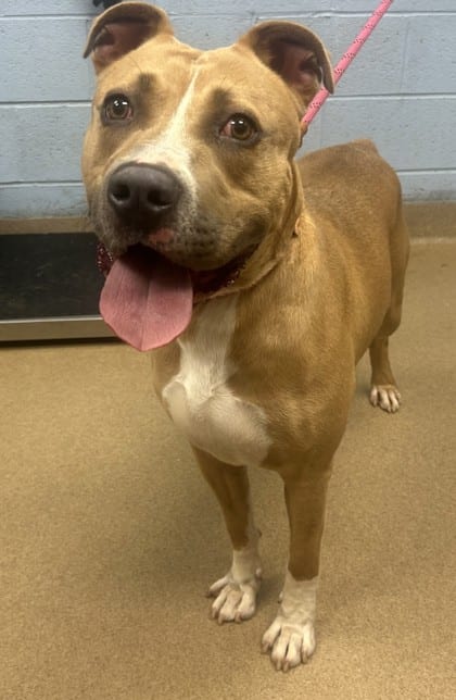 Photo of Tazzy, adoptable dog in Chamblee, Georgia