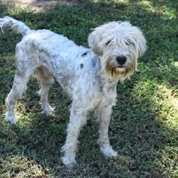 Photo of Pokey, adoptable Wheaten Terrier in Columbus, North Carolina