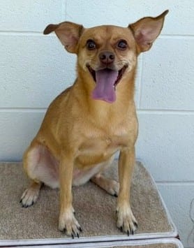 Photo of Ember, adoptable Chihuahua, Short Coat/Mix in Bakersfield, California