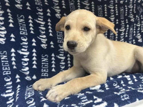 Photo of Jams, adoptable Siberian Husky in HESPERIA, California