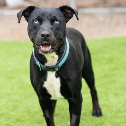 Photo of Delta, adoptable Pit Bull Terrier in Camarillo, California