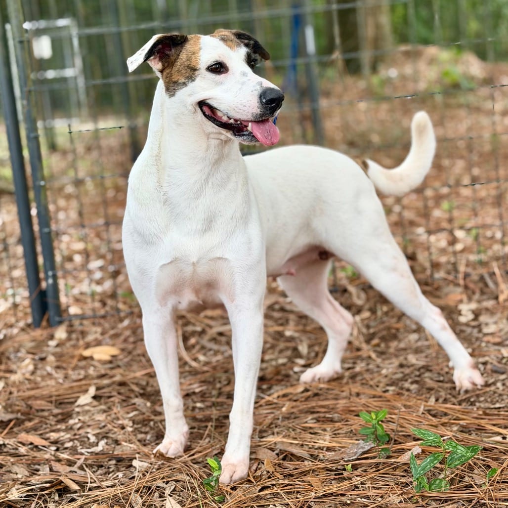 Photo of Dahlia, adoptable Mixed Breed (Medium) in Milton, Florida